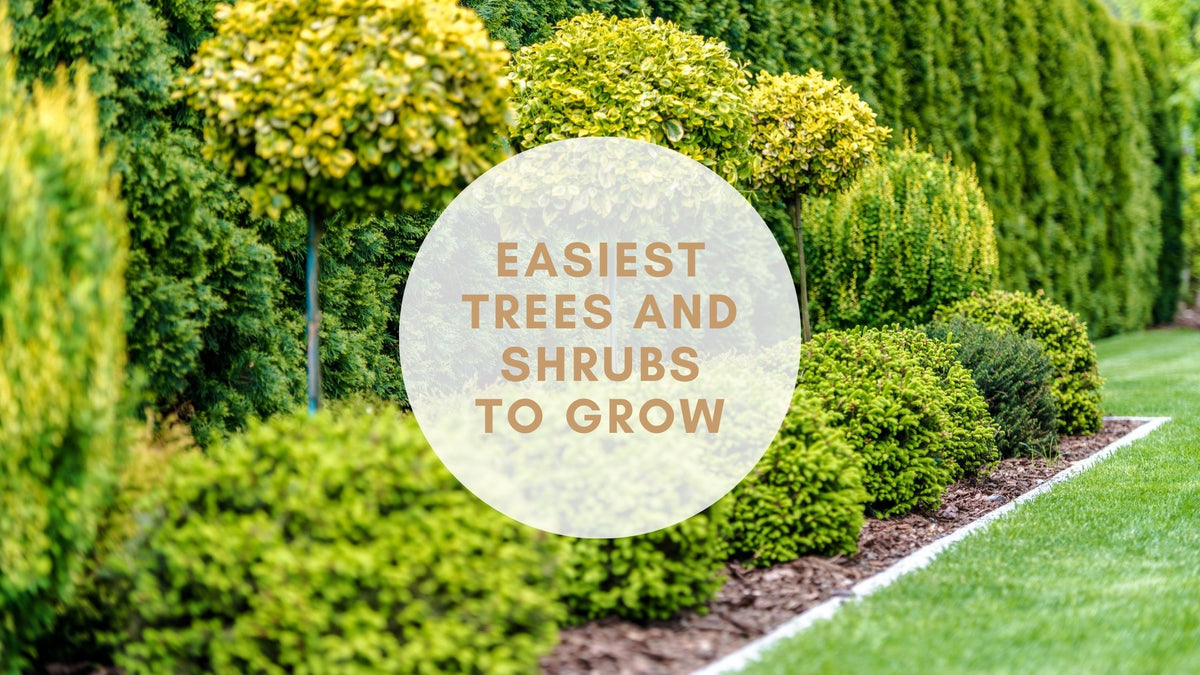 Easiest Trees and Shrubs to Grow | Garden Goods Direct