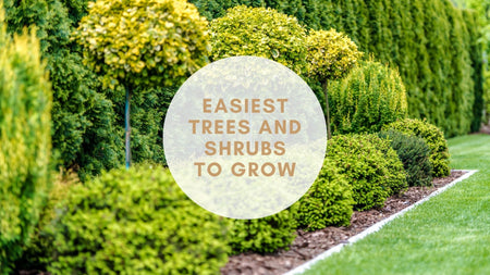 Easiest Trees and Shrubs to Grow
