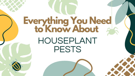 Everything You Need To Know About Houseplant Pests