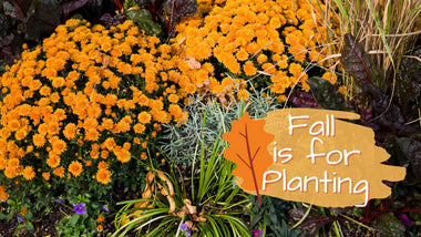 Fall is for Planting
