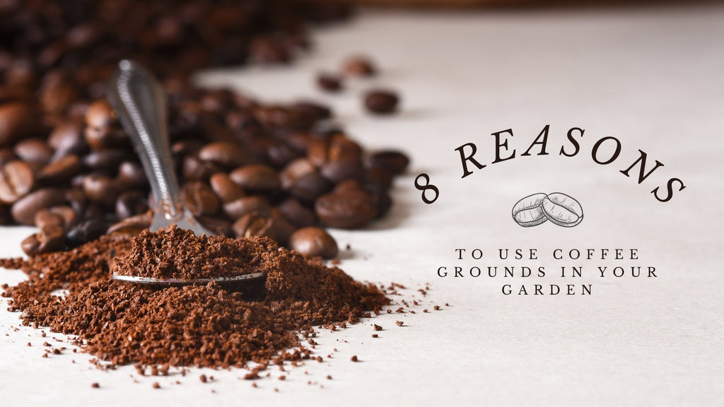 8 Reasons to Use Coffee Grounds in Your Garden | Garden Goods Direct