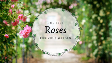 Choosing the Best Roses for Your Garden