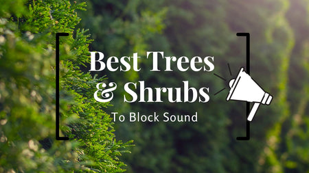 What Are the Best Trees and Shrubs for Sound Barriers?