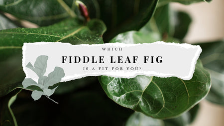 Which Fiddle Leaf Fig Is A Fit For You?