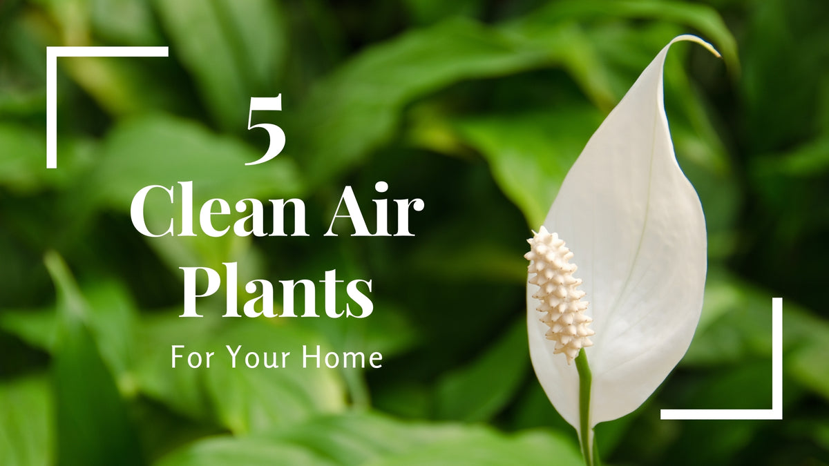 5 Clean Air Plants You Need Now | Garden Goods Direct