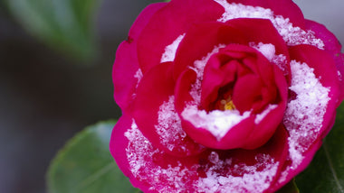 Ending Seasonal Depression with Camellias