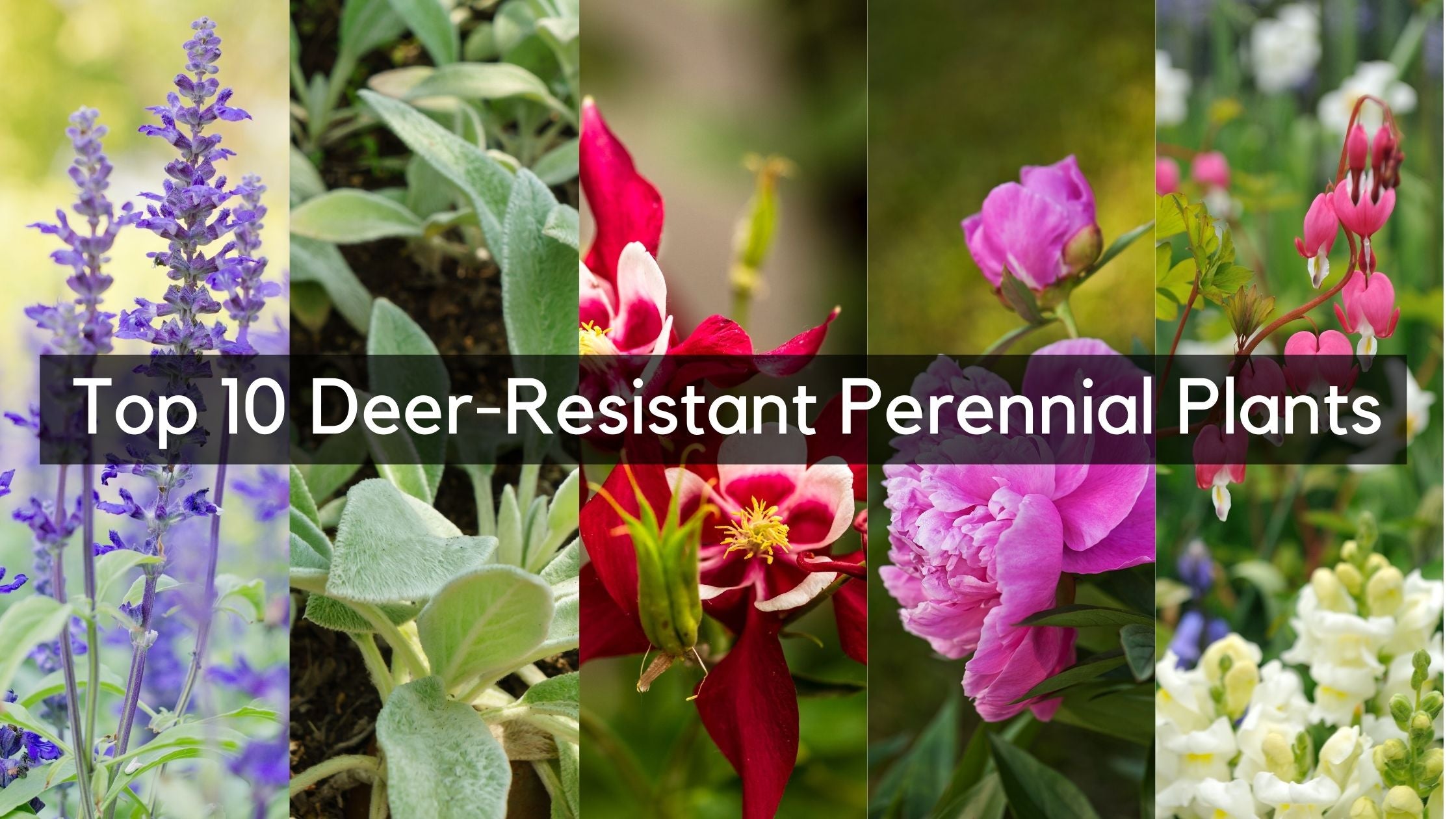 Top 10 Deer Resistant Perennial Plants | Garden Goods Direct