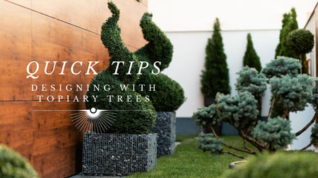 Quick Tips: Designing With Topiary Trees