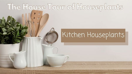 The House Tour of Houseplants: Best Plants for Your Kitchen