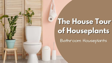 The House Tour of Houseplants: Best Plants for Your Bathroom