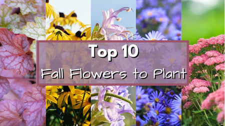 Top 10 Fall Flowers to Plant | Fall Gardening Tips