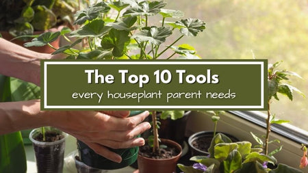Top 10 Tools Every Houseplant Parent Needs