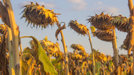 Subtle Signs Your Garden Needs More Water