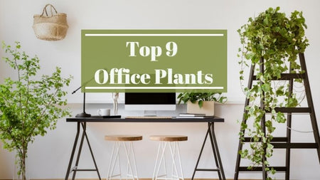 Top 9 Office Plants