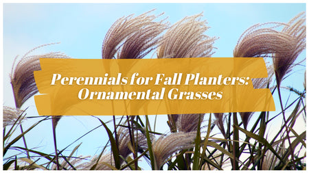 Perennials for Fall Planters: Ornamental Grasses