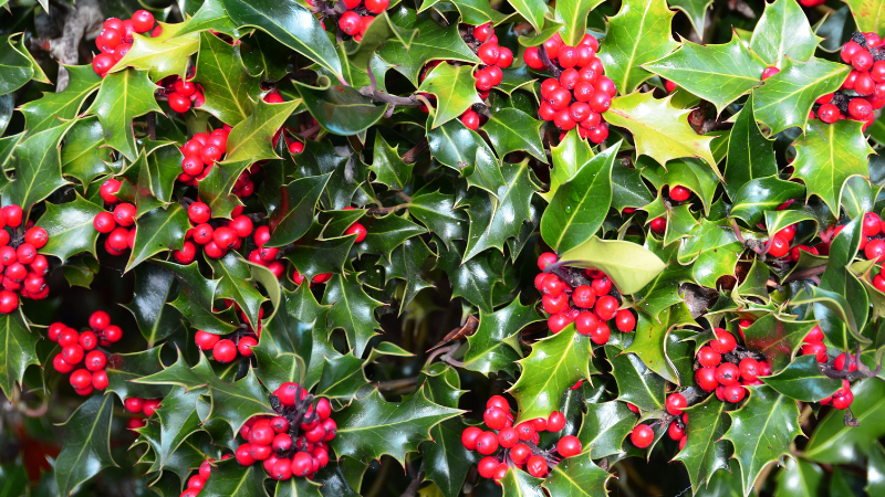 Beautiful Red Berries of an evergreen holly.