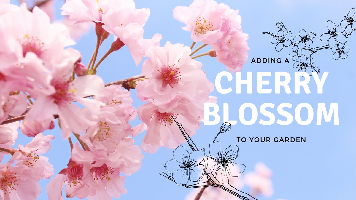 Why You Should Add a Japanese Cherry Blossom Tree | Garden Goods Direct