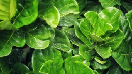 The Haunting History of Fiddle Leaf Fig Trees