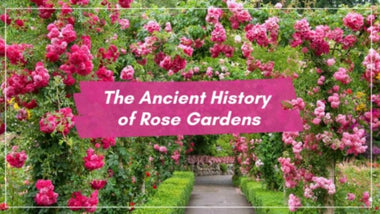 The Ancient History of Rose Gardens