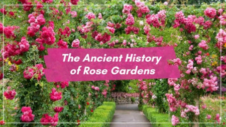The Ancient History of Rose Gardens