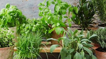 Gardening Projects To Do When You are at Home