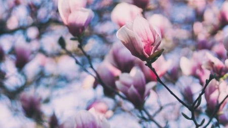 Magnolia Trees for Spring Blooms