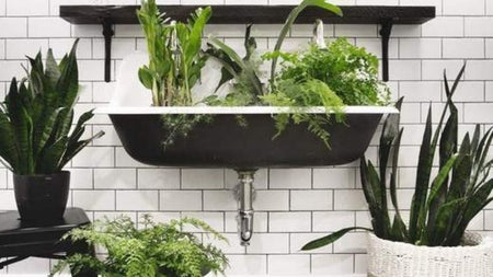 Low-Light Plants for Dressing up your Bathroom