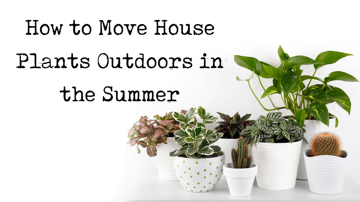 Moving House Plants Outdoors for Summer A HowTo Guide Garden Goods