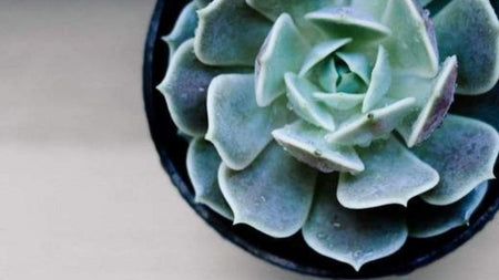 How Succulents Became My Favorite Houseplant