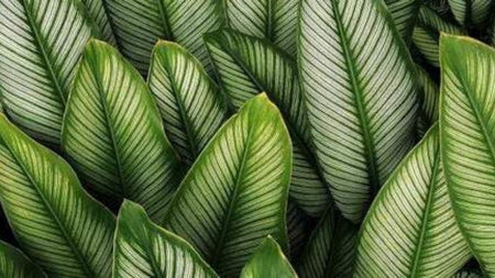 Make a Statement with this Tropical Houseplant