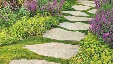 What are Ground Covers & How to Use Them?