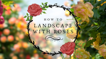 Why We Love Landscaping With Roses