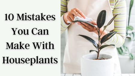 10 Mistakes You Can Make With Your Houseplants