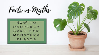 Facts vs Myths: Proper Care for Your Monstera