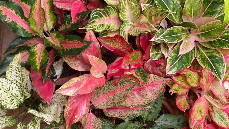 How to Care for Aglaonema Plants