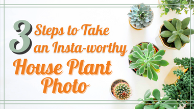 3 Steps to Take an Instagram-worthy House Plant Photo