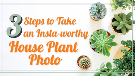 3 Steps to Take an Instagram-worthy House Plant Photo