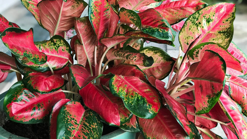 Aglaonema Multi Color ？ Five Reasons To Love Aglaonemas | Garden Goods Direct
