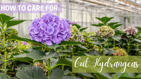Caring for Your Cut Hydrangea Flowers