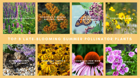 Top 8 Late-Blooming Summer Pollinator Perennials