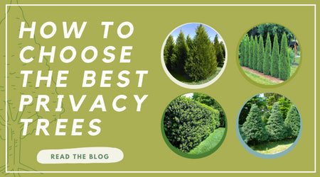 How to Choose the Best Privacy Trees