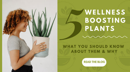 Five Wellness Boosting Plants to Know