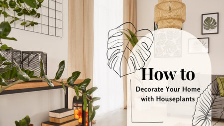 How to Decorate Your Home with Houseplants