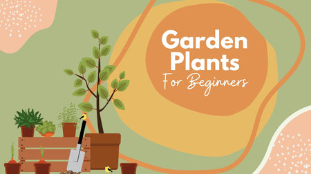 Best Plants for Gardening Beginners