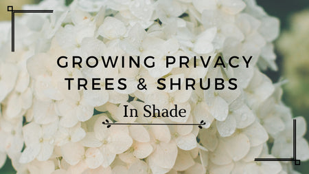 Growing Privacy Trees and Shrubs In Shade