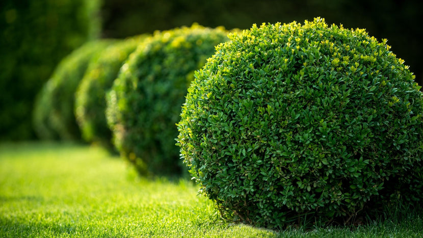 How to Plant and Care for Boxwood Shrubs