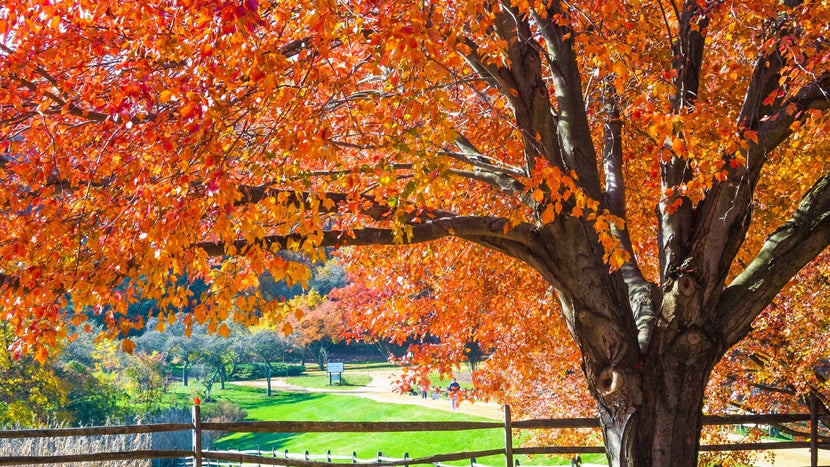 How to Plant and Care for Maple Trees