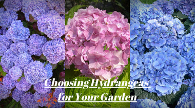 Choosing Hydrangeas for Your Garden