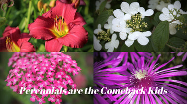 Summer Perennials for Full Sun, Shade, and in Between