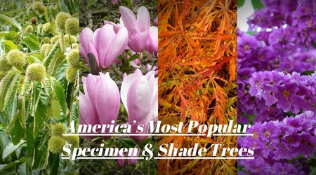 America’s Most Popular Specimen Trees
